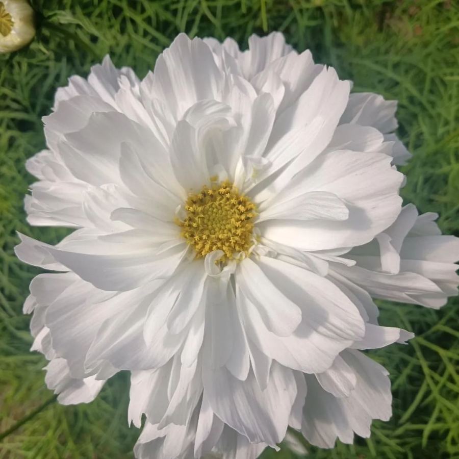 🌸Double Cosmos Seeds-Flower of Happiness