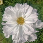 🌸Double Cosmos Seeds-Flower of Happiness