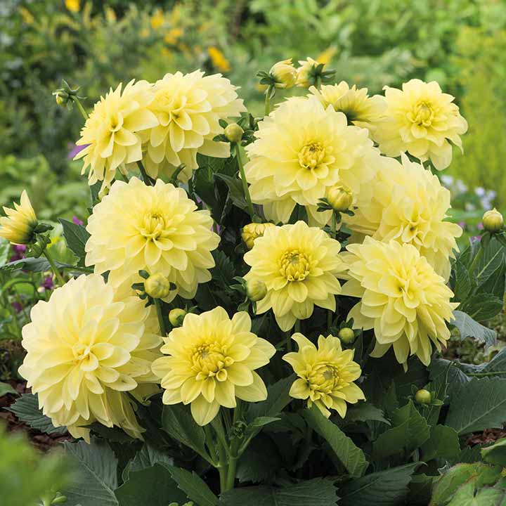 💐Colorful Dahlia Seeds-The Power of Life