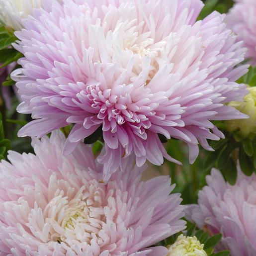 King Size Appleblossom