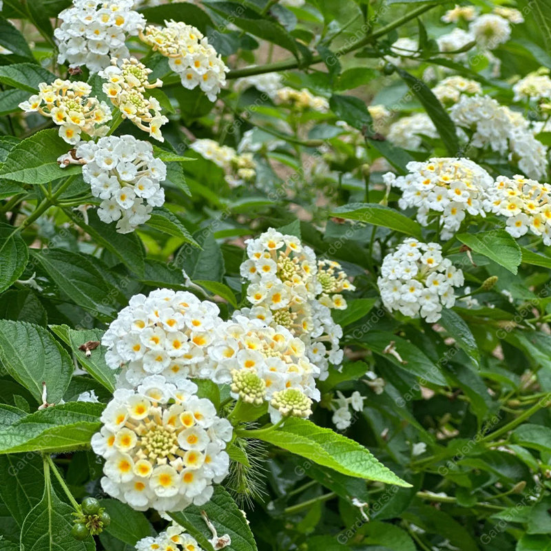 🌺Colorful Elf Lantana Seeds - Repels Mosquitoes And Flies