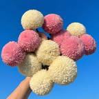 🏵️Colorful Ping Pong Chrysanthemum Seeds