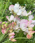 ANNIVERSARY SWEET PEA SEED