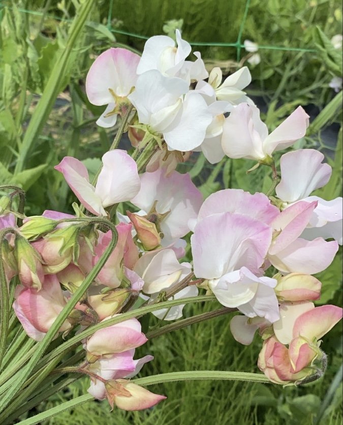 ANNIVERSARY SWEET PEA SEED