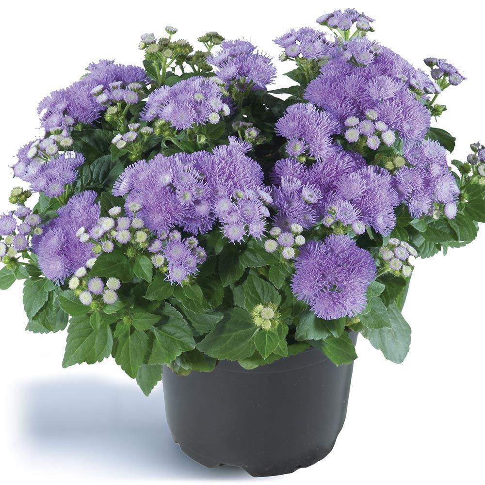 Ageratum Aloha Blue F1