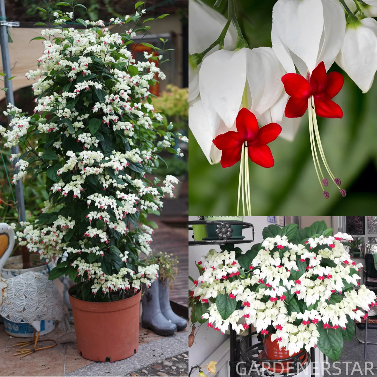 🌼Bleeding Heart Vine Pot Seeds