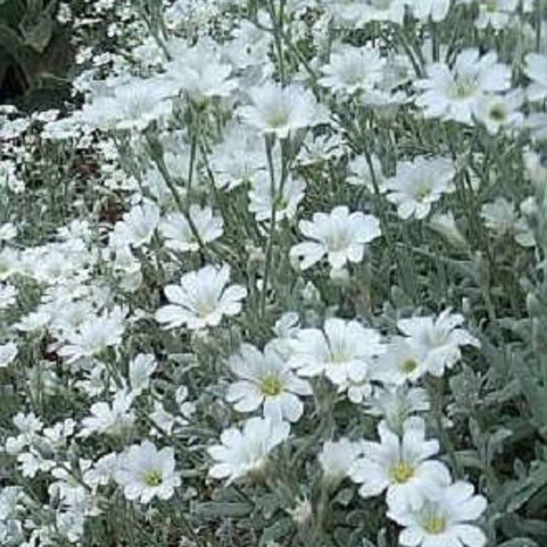 SNOW IN SUMMER (Chickweed) Cerastium Biebersteinii Flower Seeds