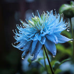 Nigella Sativa-Love in the Mist