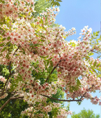 Xanthoceras Sorbifolia Flower🌺Flowers Bloom And Good Luck Comes