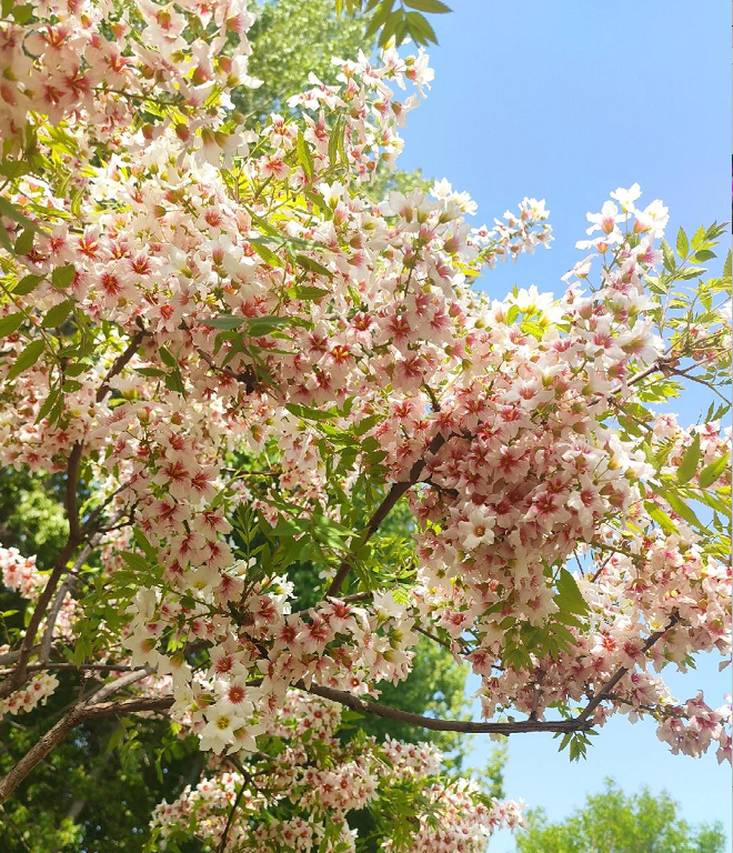 Xanthoceras Sorbifolia Flower🌺Flowers Bloom And Good Luck Comes
