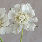Scabiosa Comosa Seeds