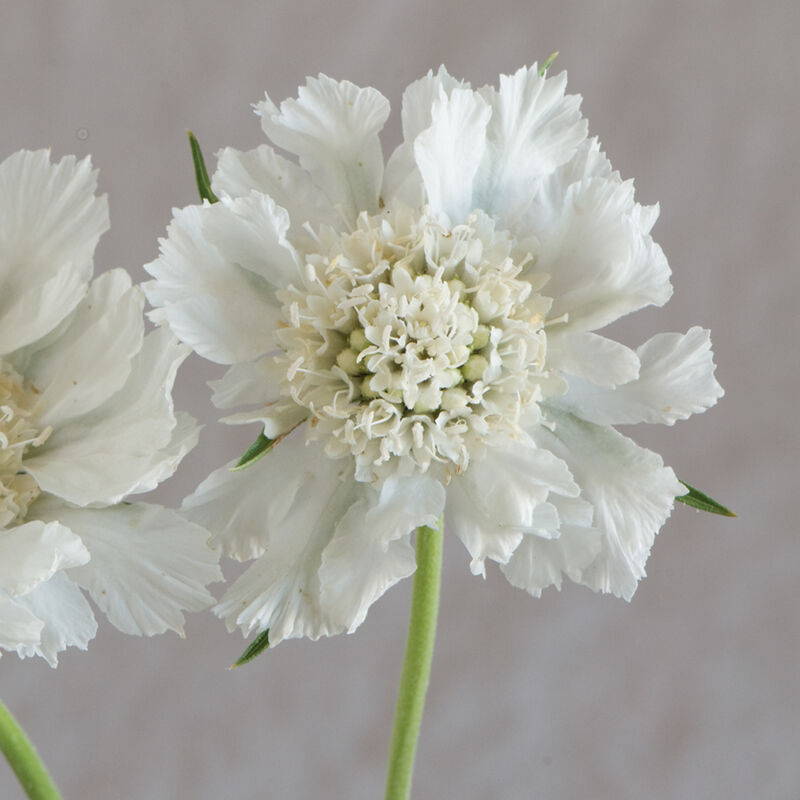 Scabiosa Comosa Seeds