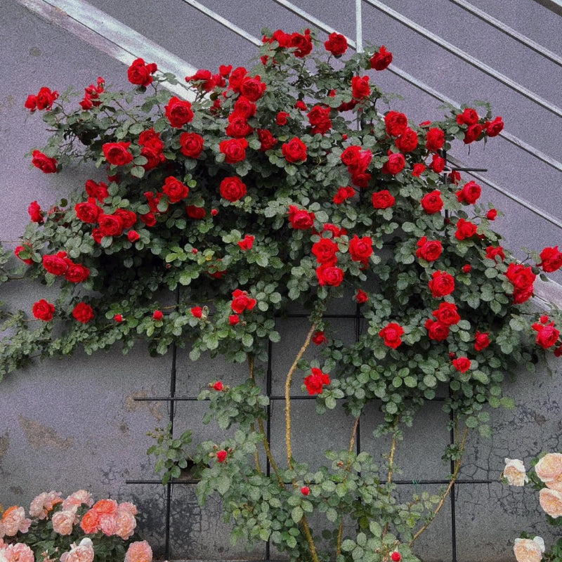 Florentina Arborose Seeds