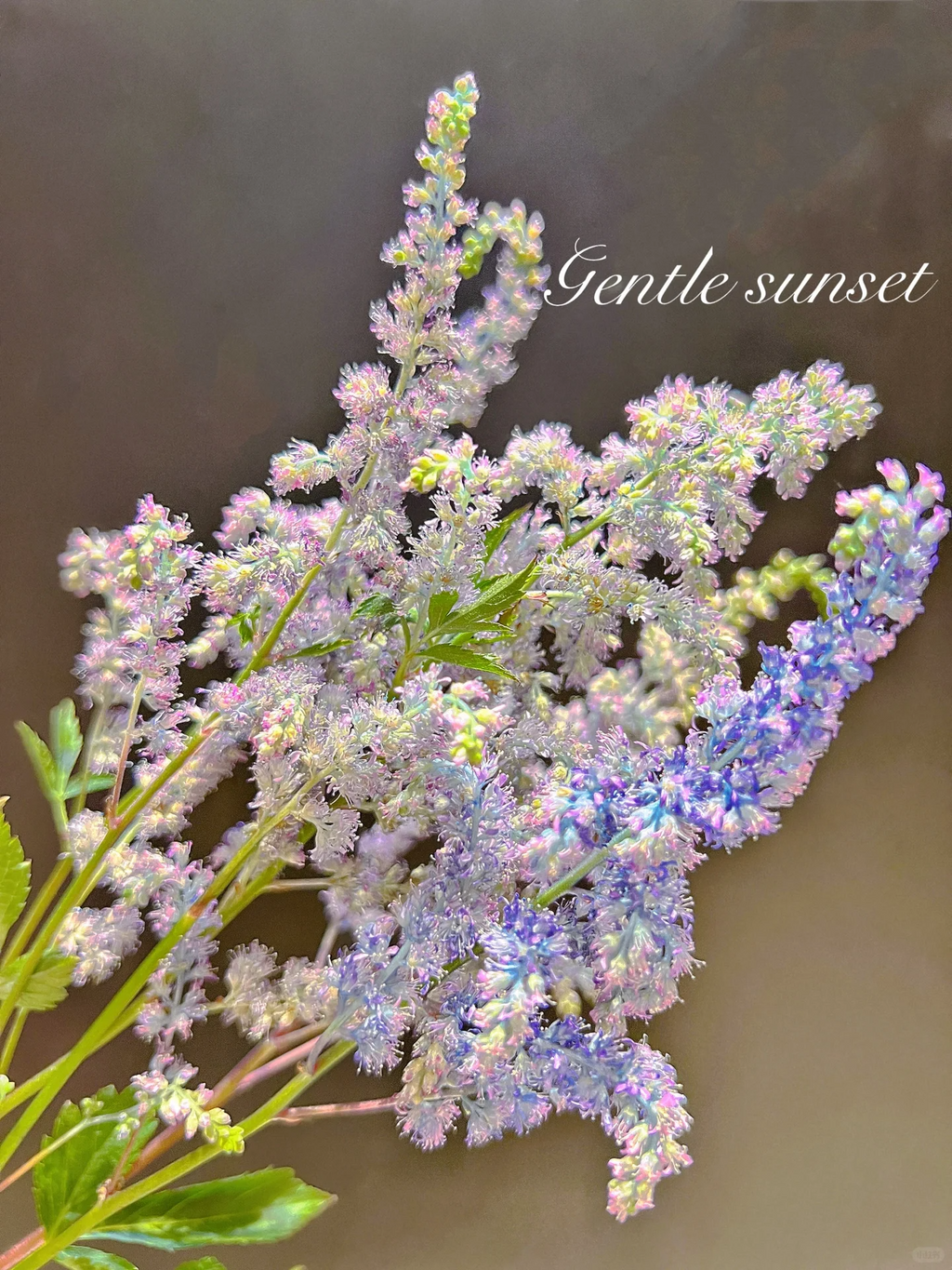 Astilbe Chinensis Seeds-Light Blue