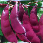 Purple Eyebrow Bean Seeds