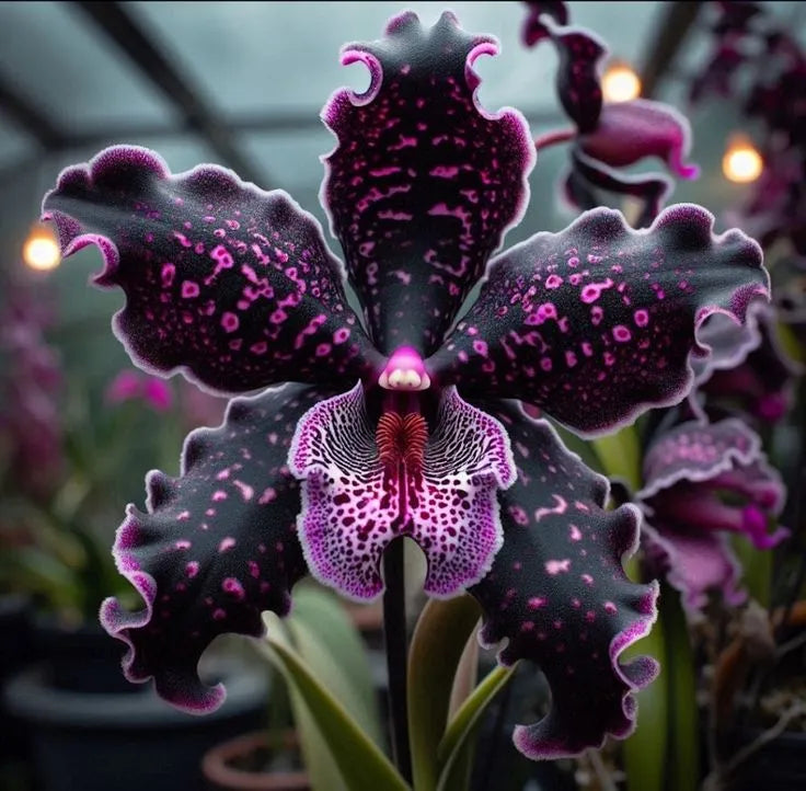 🔥[Limited Time Sale]🌺Iris Bulbs - Rare Species(#19)