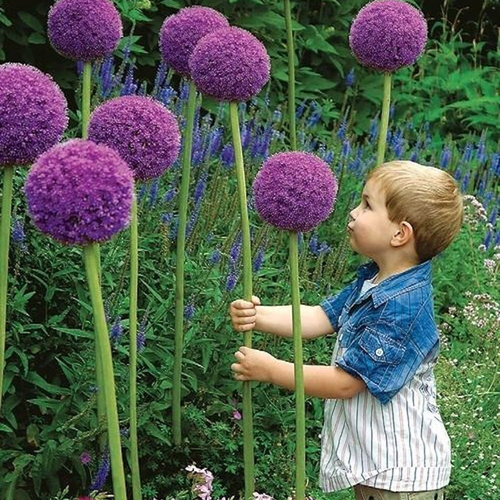 Allium Giganteum Ornamental Onion Flower