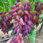 Beauty Finger Grape Seeds