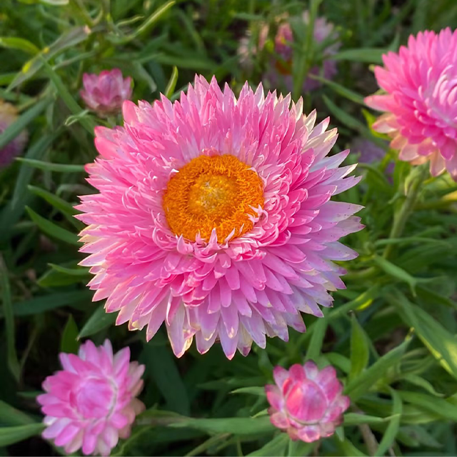 Strawflower Seeds Xerochrysum Bracteatum