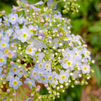 💐Emei scutellaria