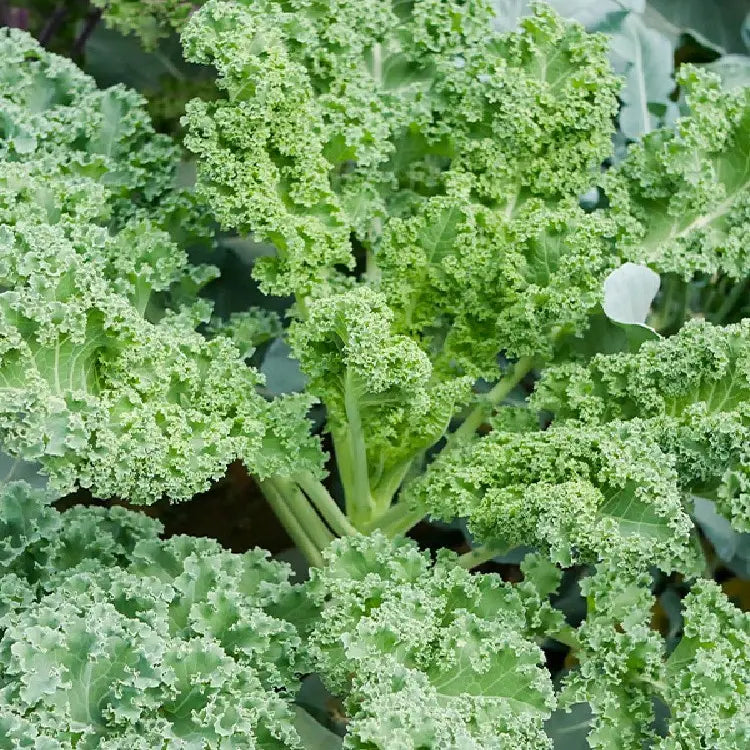 🌈Colorful Kale Seeds