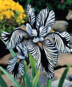 Zebra Stripes Iris Seeds