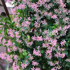 🌟Star Jasmine