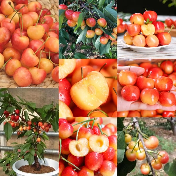 🍒Rainier Cherry Fruit Seeds(🌿99% Germination)