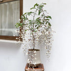 🌼Weeping Jasmine Seeds - White Jade Butterfly