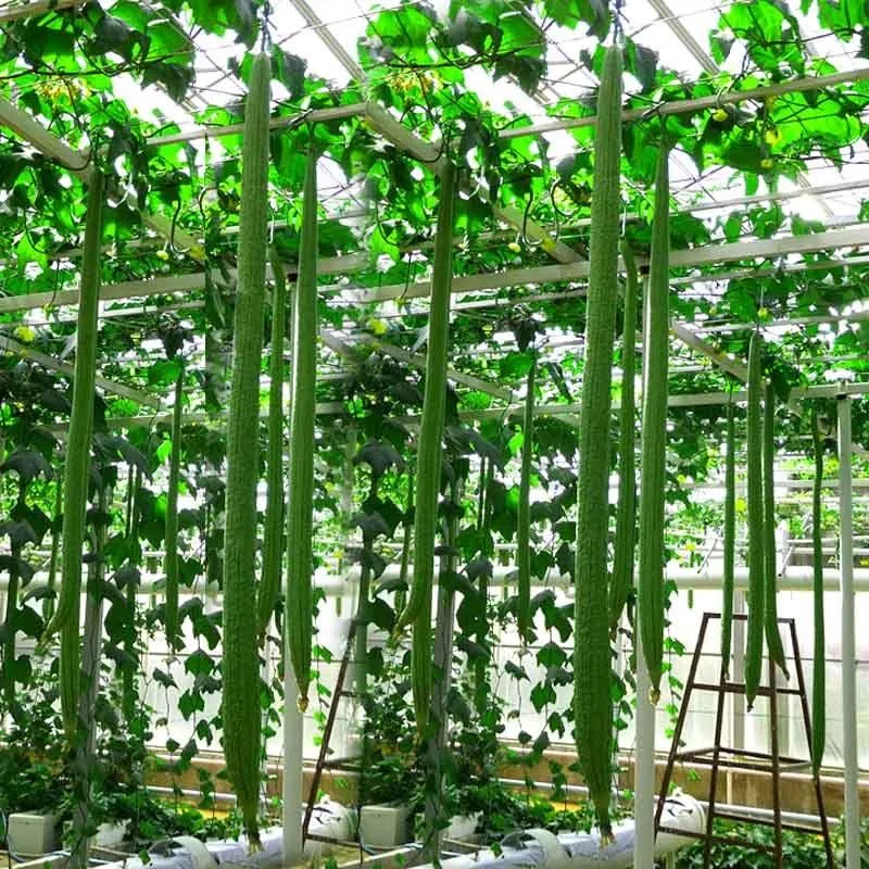 Long Sponge Gourd Seeds