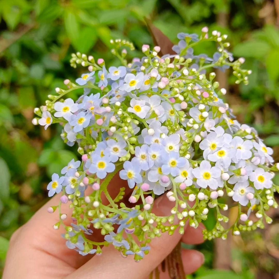 💐Emei scutellaria