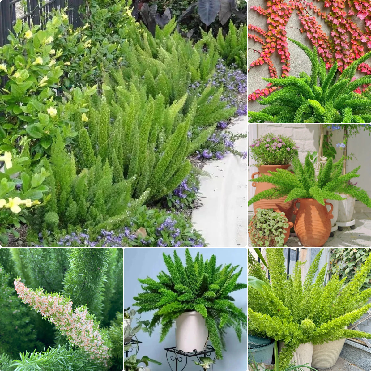 Asparagus Meyeri 'Foxtail Fern' Seeds