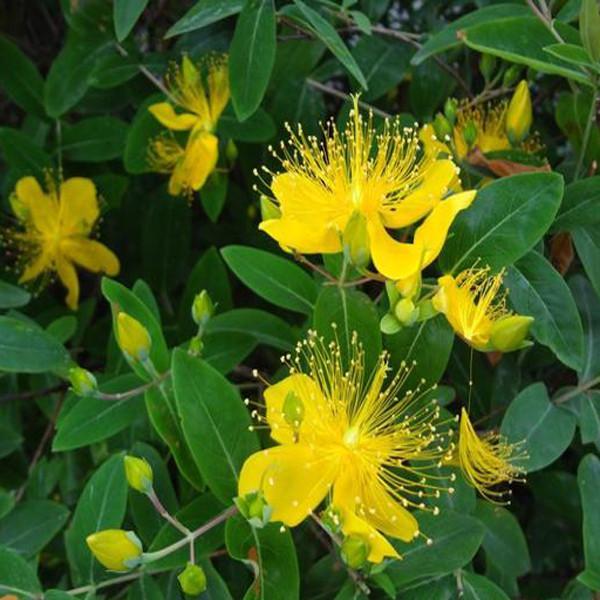 Yellow Hypericum Flowers seeds