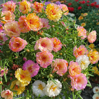 🌹Moss Rose—Immortal Flower