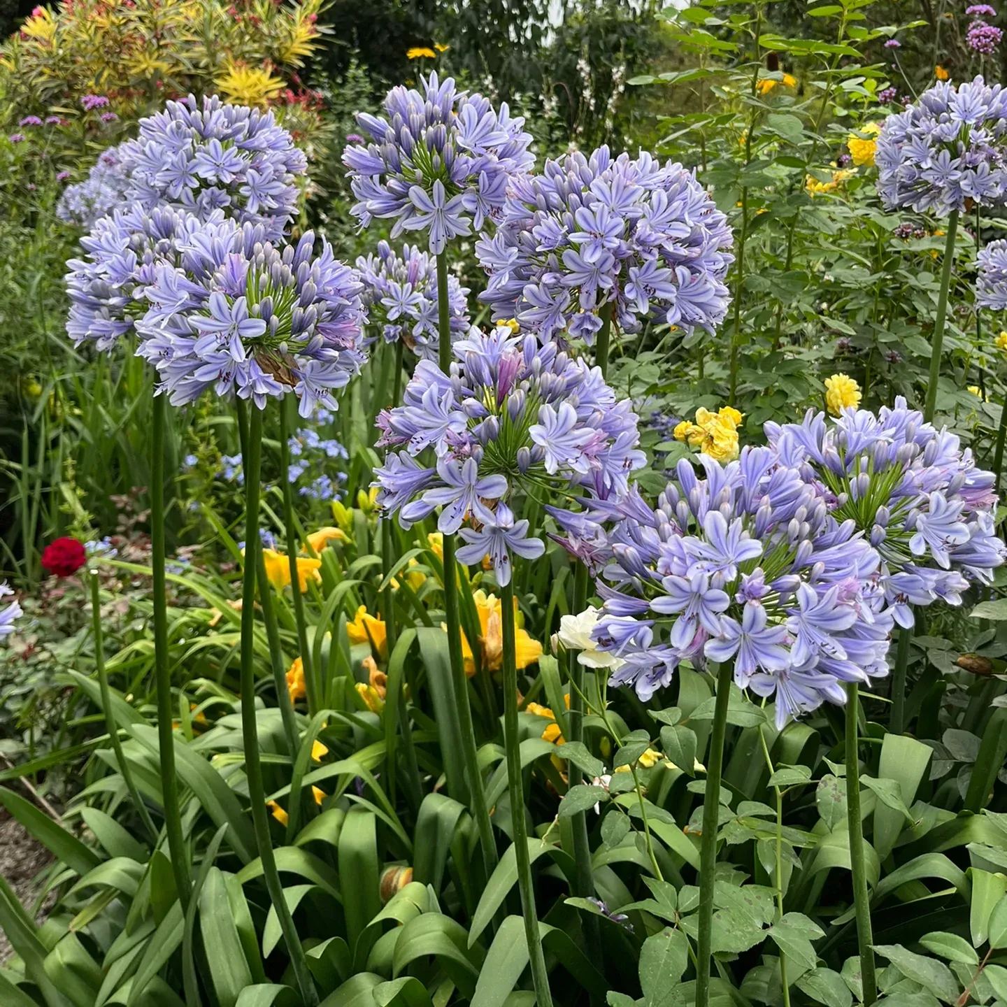 Agapanthus africanus ‘Blue’