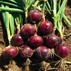Onion Monastrell F1 Organic