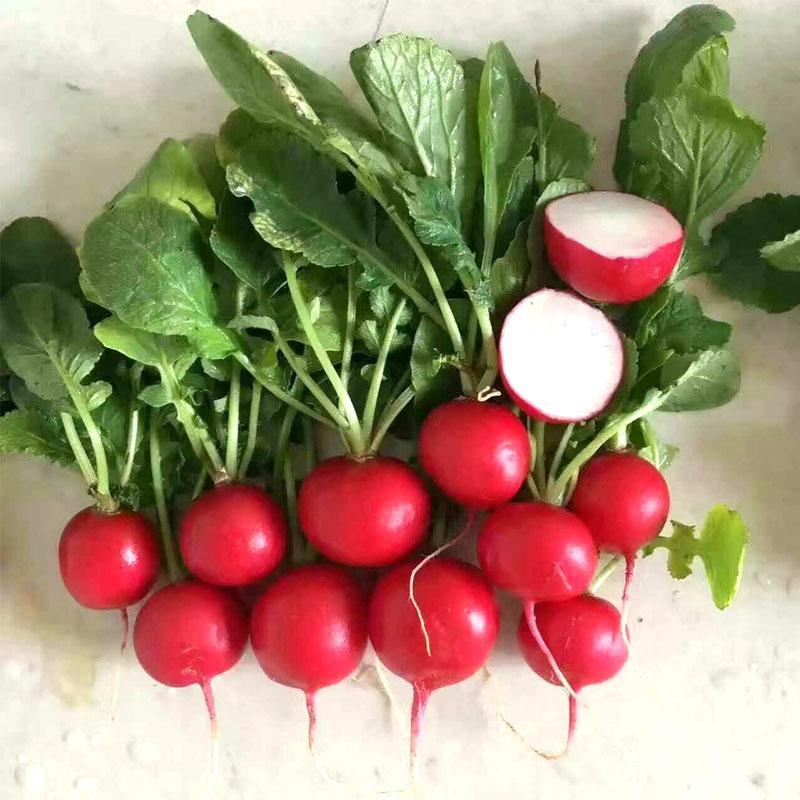 Radish Cherry Belle