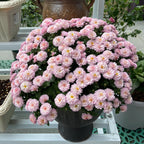 🌸Candy Chrysanthemum Seeds