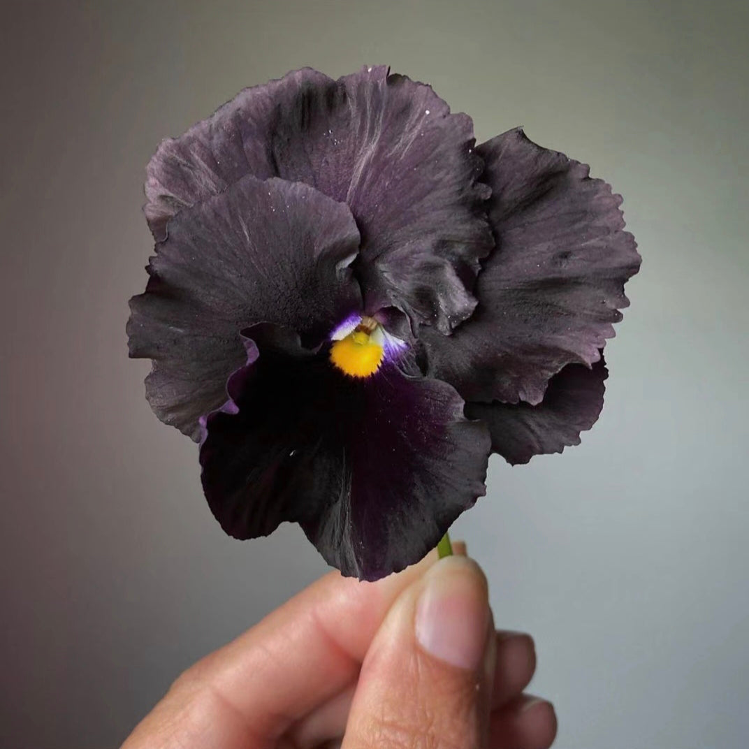 Pansy Seeds Black Devil Pansy