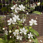 🌼Weeping Jasmine Seeds - White Jade Butterfly