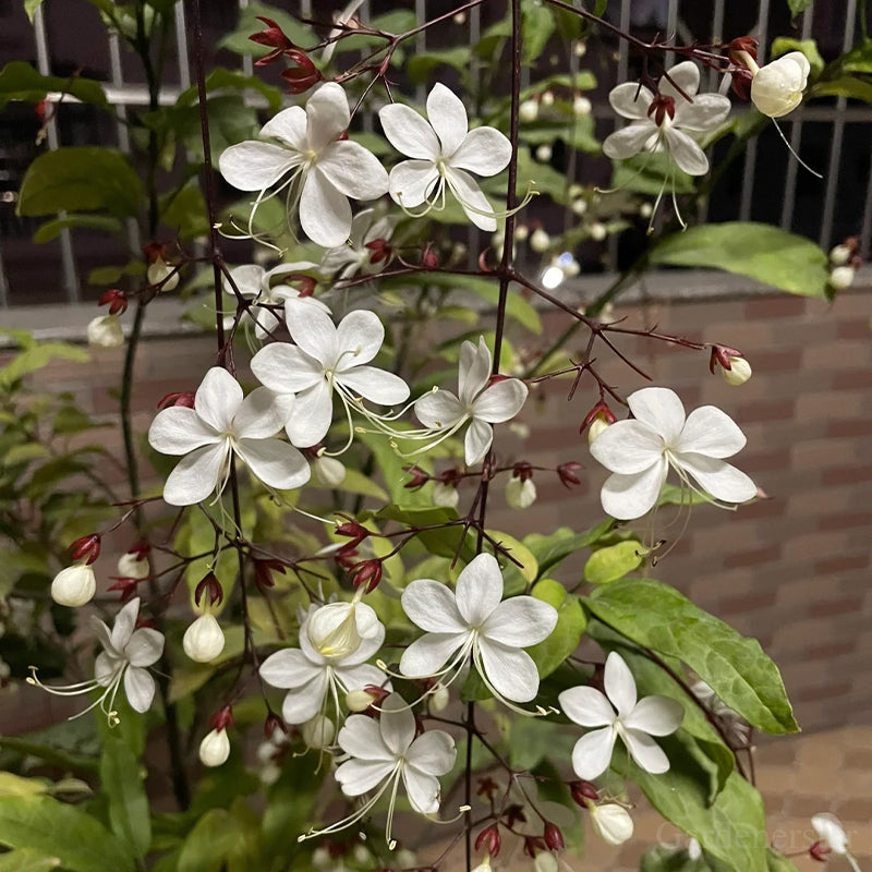 🌼Weeping Jasmine Seeds - White Jade Butterfly
