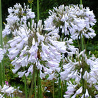 Agapanthus africanus 'Windsor Grey'
