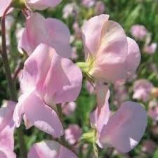 LAVENDER FLAKE SWEET PEA SEED