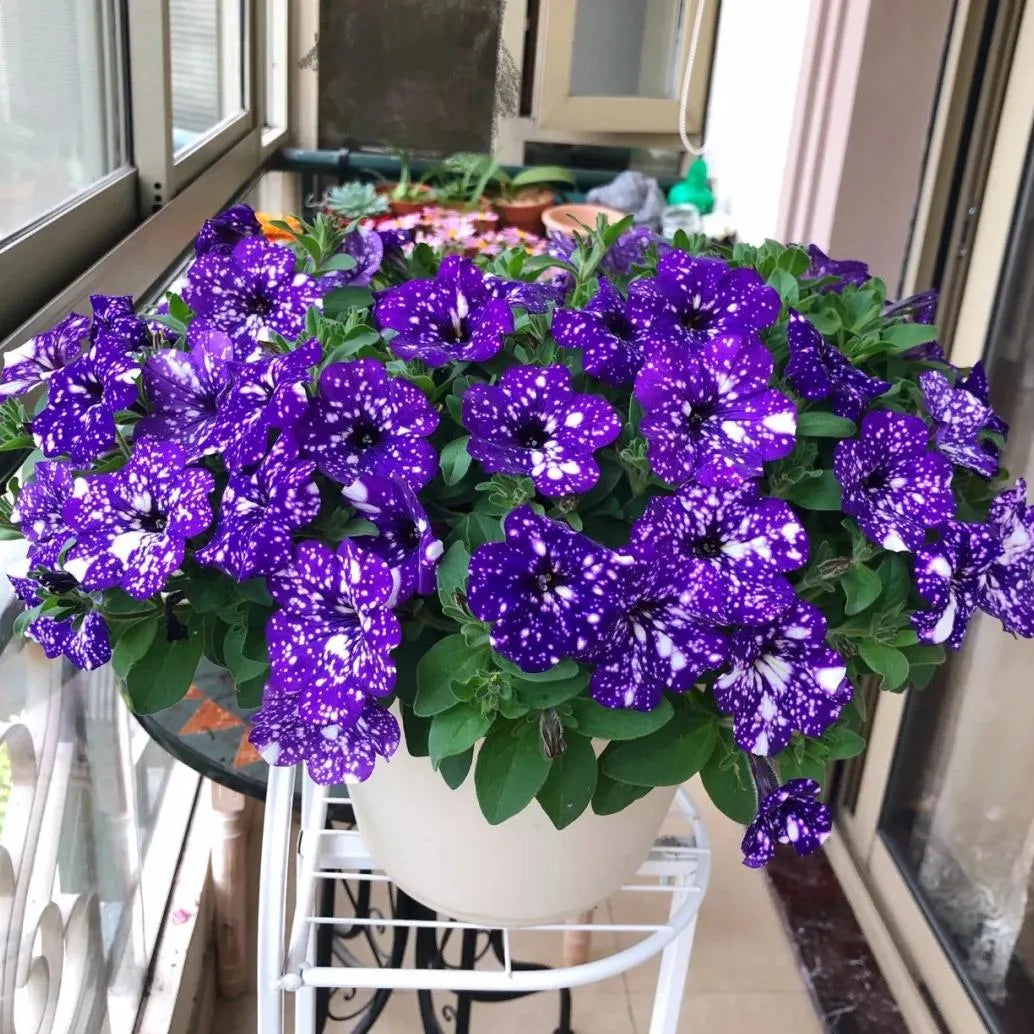 🌸Rare Double Petunia Seeds