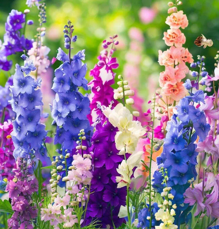 ✨🧑‍🌾New for Spring Garden💐Mix Delphinium, Foxglove, Lupine