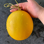 🍈Yellow River Honey Melon