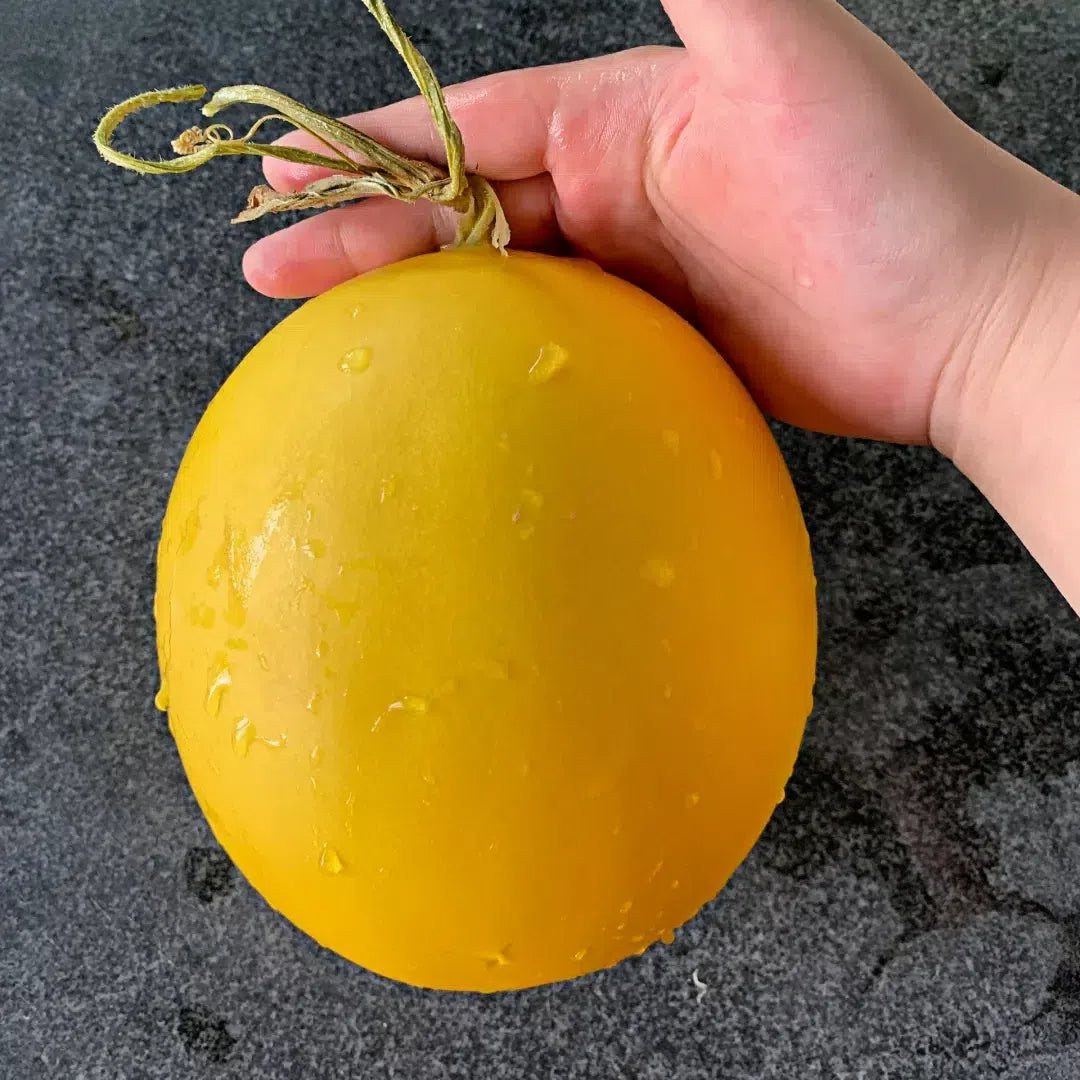 🍈Yellow River Honey Melon