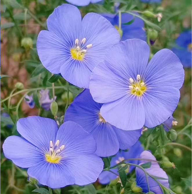 Perennial Blue Flax Seeds, Linum Perenne