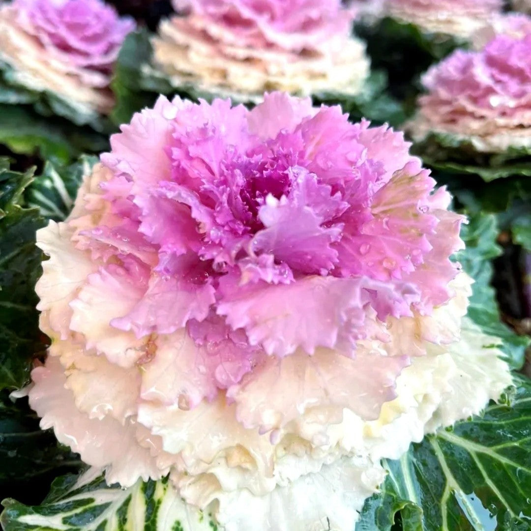 🌈Colorful Kale Seeds