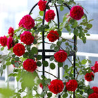 Florentina Arborose Seeds